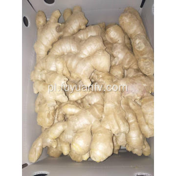 Hurtownia Anqiu New Crop Air Dried Ginger